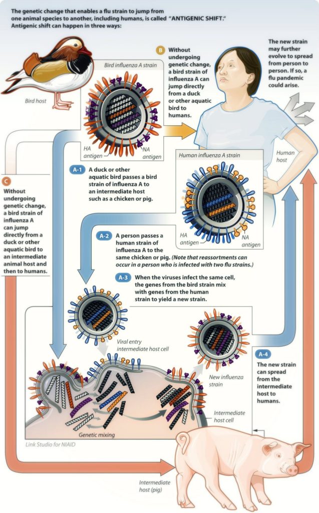 Illustration of influenza antigenic shift